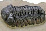 Phacopid (Austerops) Trilobite - Foum Zguid, Morocco #233254-1